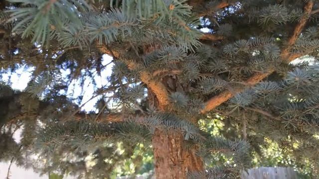 Edible Air Potato (Dioscorea Bulbifera) Sprouting - Ninja Gardening - Episode 16