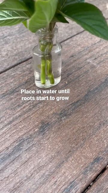 How to propagate plants