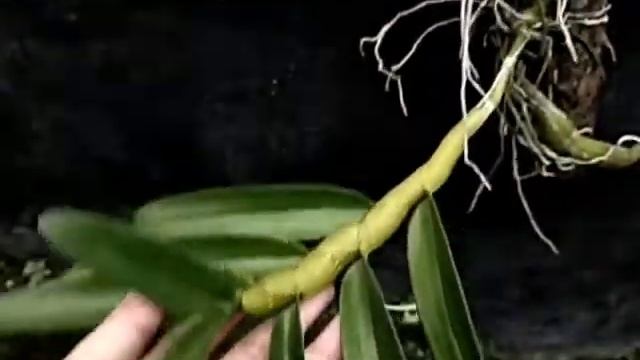 Dendrobium friedericksianum x chrysotoxum