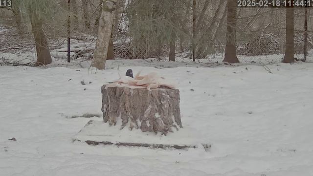 Пришел кот с белой бабочкой под носом с птичками пообщаться