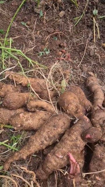 Taro plus #shortvideo #shortsfeed #youtubeshorts #viralvideo #viralshort #nature #asmr #fyp #viral