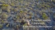MAJESTIC BAOBAB FOREST from above in Madagascar, AERIAL DRONE VIDEO DJI Mavic Pro