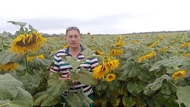 Подсолнечник по грнстар Рекольд в самых жестоких условиях