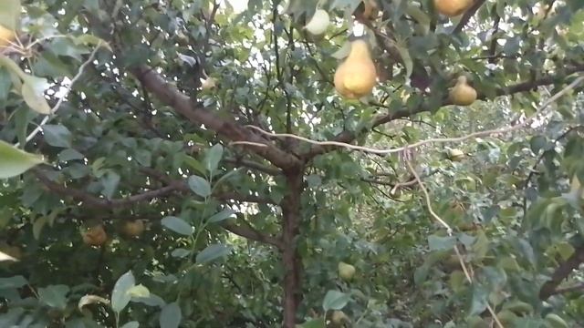23 августа БОЛЬШОЙ УРОЖАЙ СЛИВЫ И ГРУШ