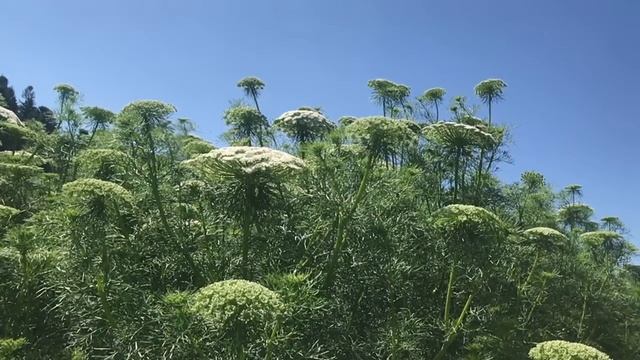 Bienen slow-motion