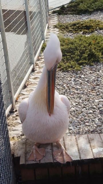 Great white pelican