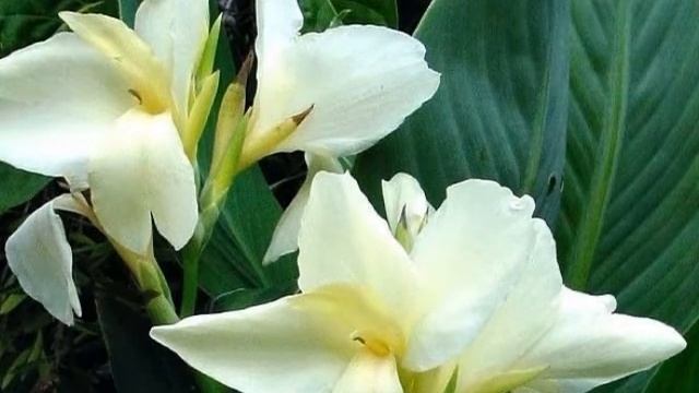 Tropical Canna Lilies