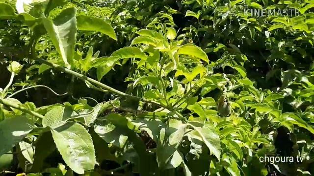 how to grow / spread passionfruit vines