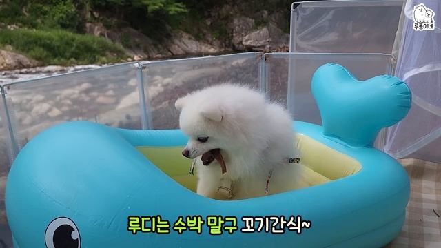 강아지와 여름을 시원하게 보내는 방법