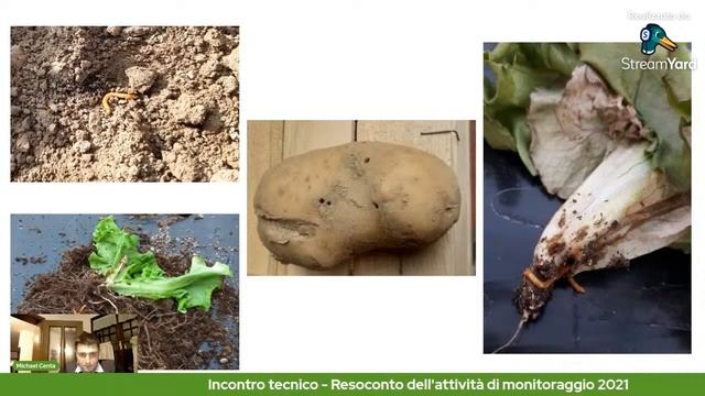Incontro tecnico online - Resoconto dell’attività di monitoraggio 2021