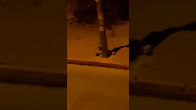 Вышел ёжик из тумана. Анталия ёжик во дворе.