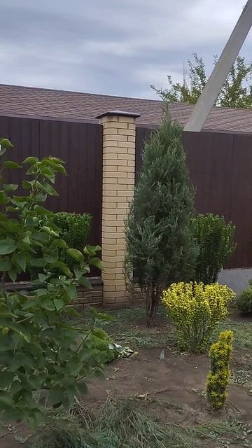 Первичная стрижка скального можжевельника