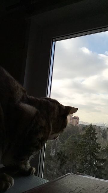 Читос наблюдает за птичками