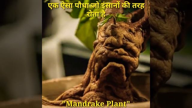 एक ऐसा पौधा जो इंसानों की तरह  😭 रोता है || Mandrake plant || #short #viralvideos #trendingshortfac