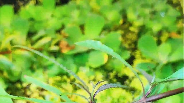 羅賓水族 水草紫柳開花了! 水上葉栽培繁殖