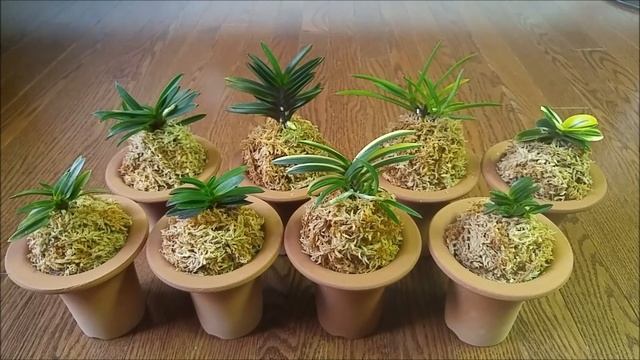 Neofinetia orchids all repotted