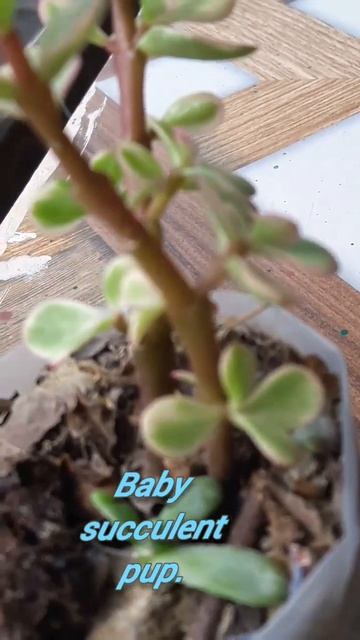 Mini varigated jade.