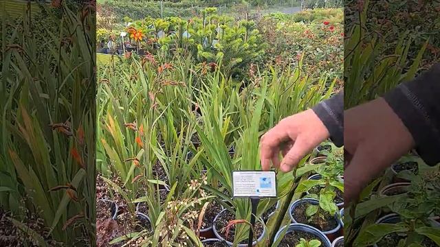 Crocosmia Emily mckenzie @turloughnursery8421 @turloughnursery2892 @TurloughNursery