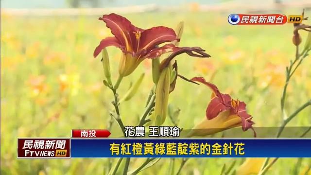 帶媽媽賞「母親花」 頭社金針花海超繽紛-民視新聞