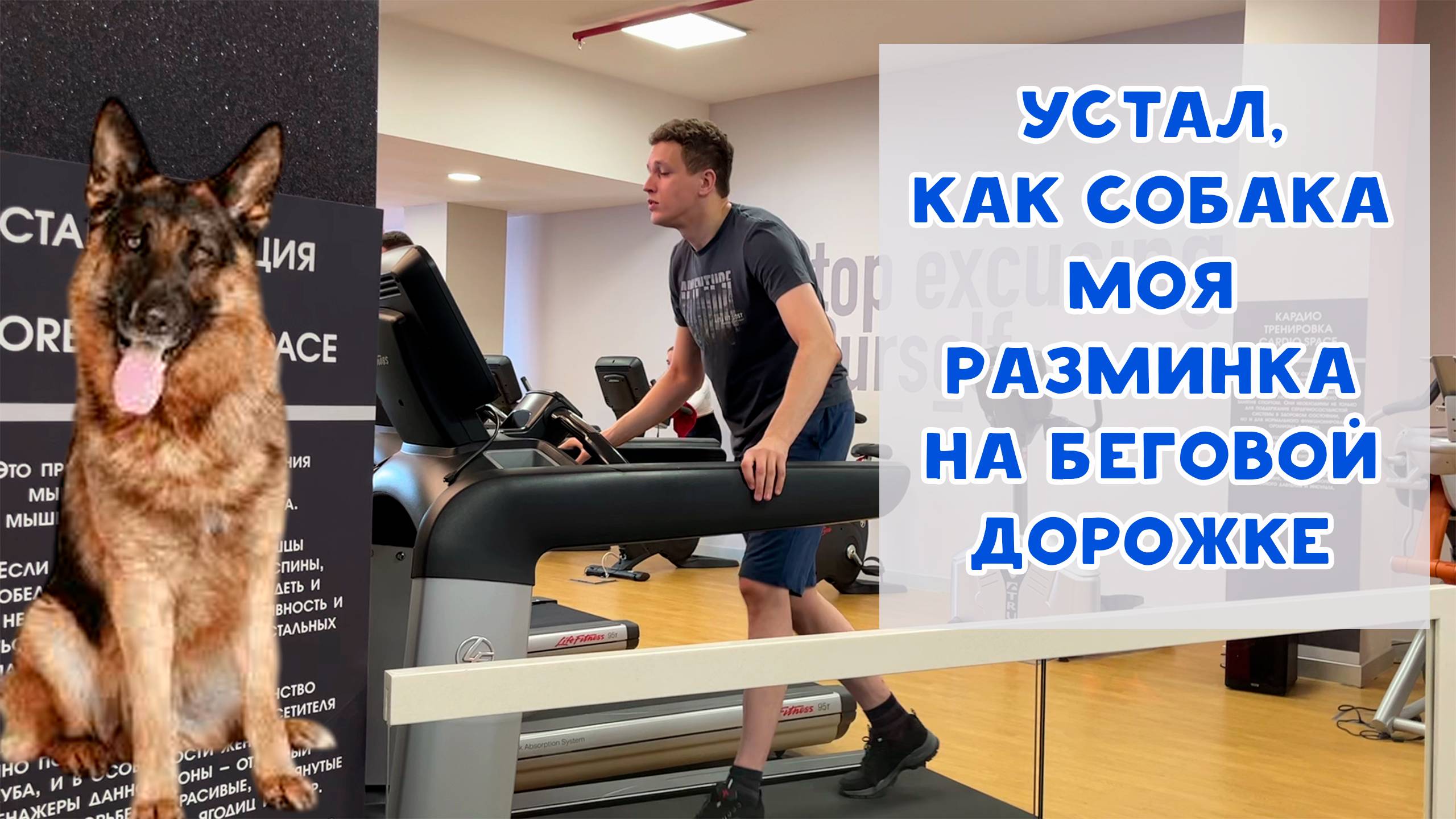 УСТАЛ, КАК СОБАКА. РАЗМЯЛСЯ НА БЕГОВОЙ ДОРОЖКЕ ПЕРЕД ТРЕНИРОВКОЙ
