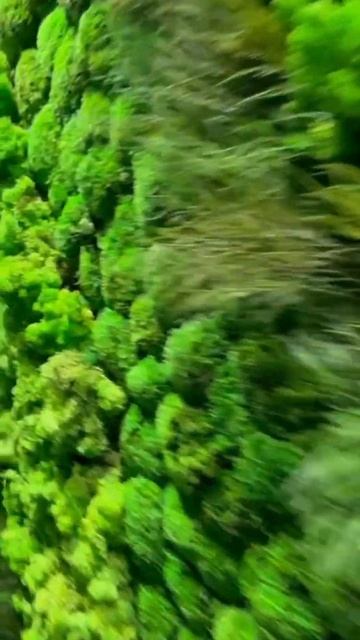 🌿OUR INTERIOR DESIGN #green #interior #design #moss #interiordesign #garden #plants #shorts
