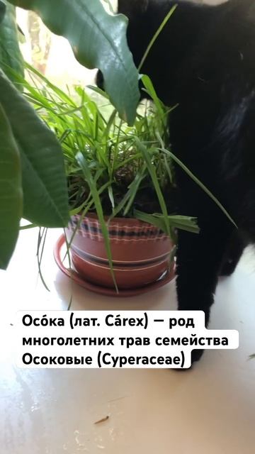Осо́ка (лат. Cárex) — род многолетних трав семейства Осоковые (Cyperaceae)