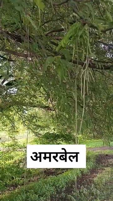 अमरबेल #amarbel #tree #information #ytshorts #youtubeshorts #youtubevideo #reels #nature