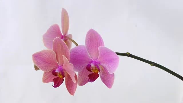 Dancing orchid (Time-lapse)