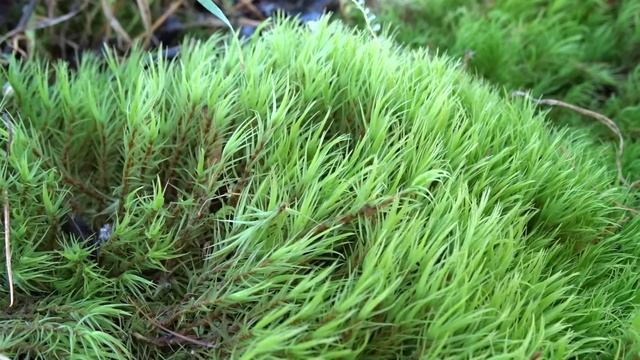 Dicranum scoparium Hedw. ? čes. dvouhrotec chvostnatý