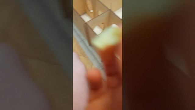 1 часть соревнований хомячков