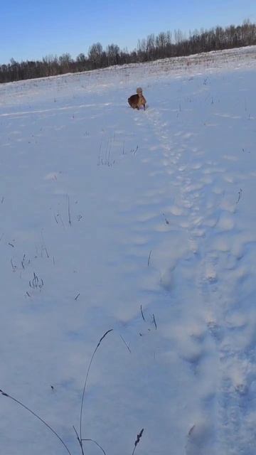 хитропопая красотка Рита