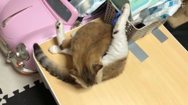 猫じゃらしで面白い可愛い猫動画 元野良猫とスコティッシュフォールド