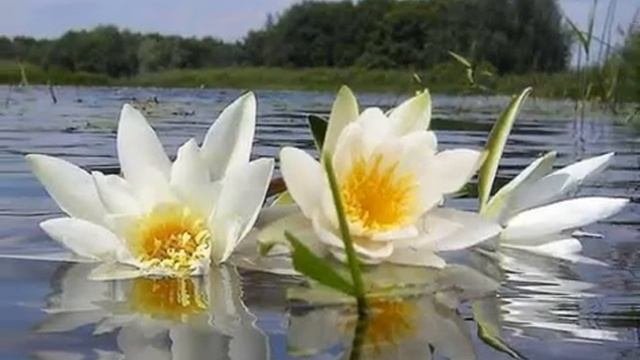 Мое слайд-шоуводяные лилии
