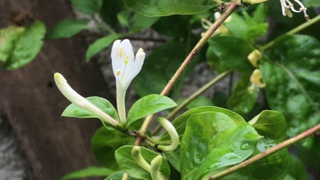 Chèvrefeuille du Japon 'Lonicera japonica' 'Halliana' La pluie le vivifie