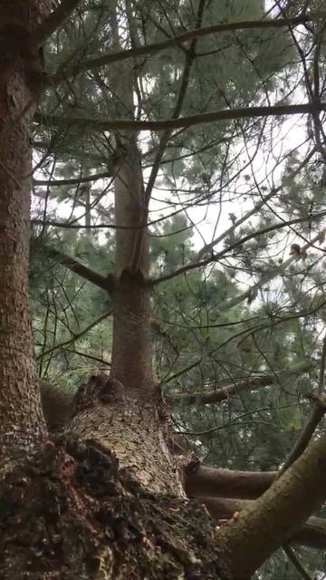 Monterey pine - canopy - April 2019