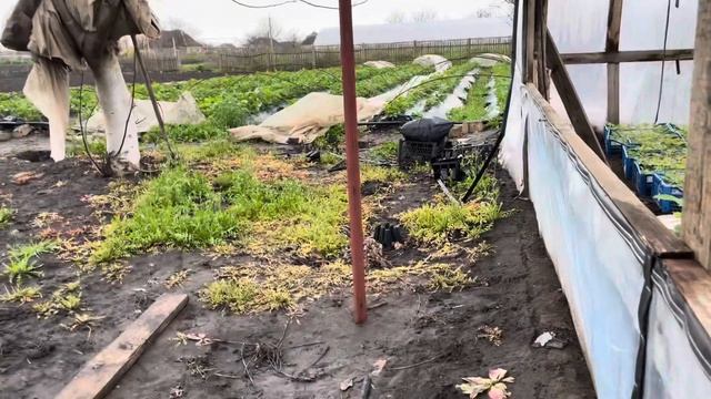 Клубника Альба в теплицы ✌️