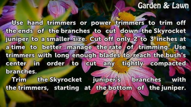 How to Prune Skyrocket Juniper
