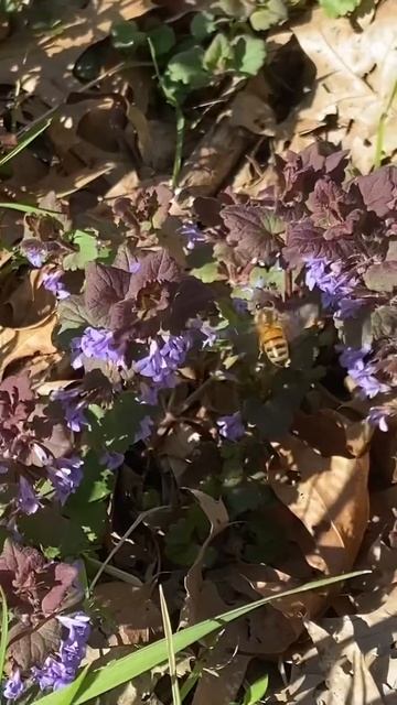 Bees 🐝 in purple trees🪻