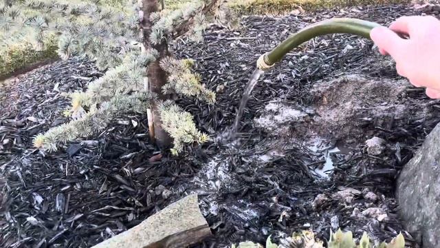 How to Water Trees During Winter