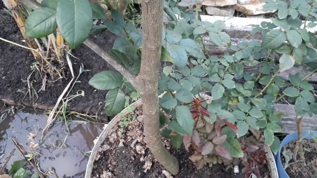 DESAFIO PARA FALAR SOBRE A PLANTA DOS MEUS SONHOS Deixe um like pra me ajudar ❤