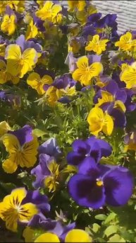 Зима в Сочи, она такая 🌸