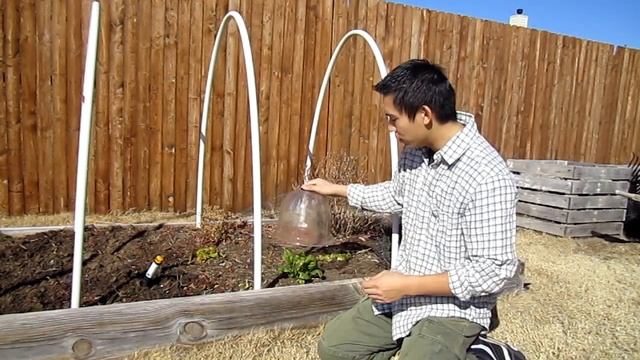How To Use A Garden Cloche