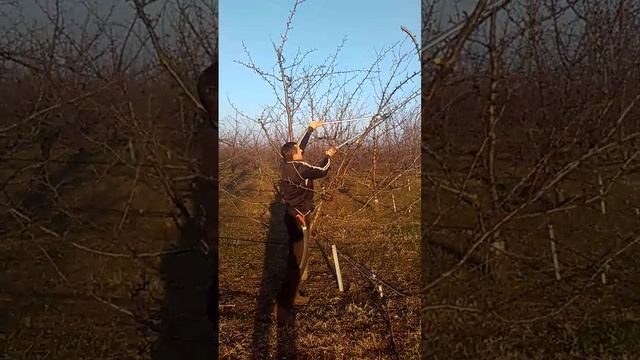 Резитба на слива