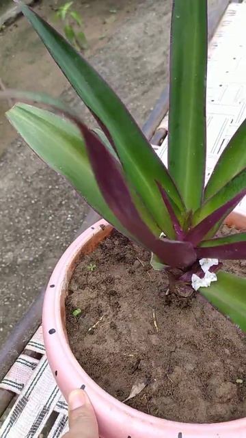 moses-in-the-cradle || Oyster plant || Moses in a basket || boat lily🏵️🏵️🏵️🏵️😍🌼🌼Little white flower