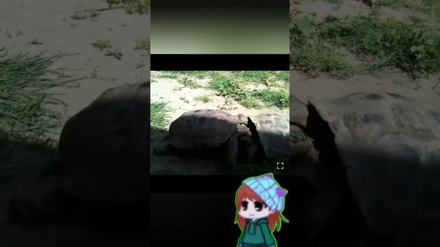 Реакция видео, каторые мне прислали подписчики моего ТГК