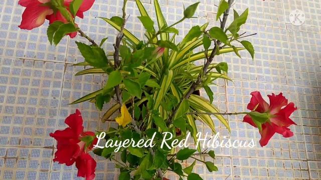 Balcony Garden Tour/Our Simple Balcony garden 2021 in Tamil