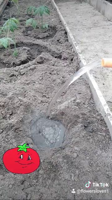 Шпаргалка для посадки томата🍅🍅🍅🍅🍅🍅🍅🍅🍅помидоры