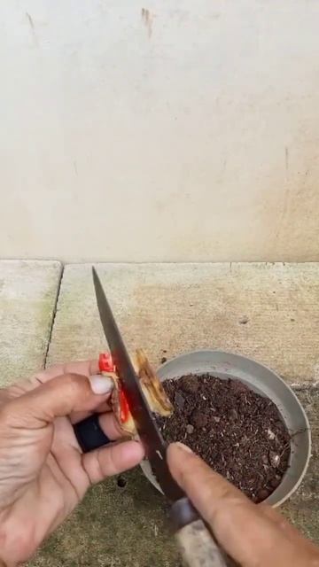How to Reproduce Chili trees from chilies with banana peels #shorts