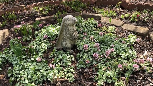 Bleeding Heart, Lamium