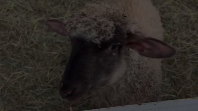 Why We Grow Corn on our SHEEP Farm.   5 Reasons why We Choose to Grow a Corn Crop.